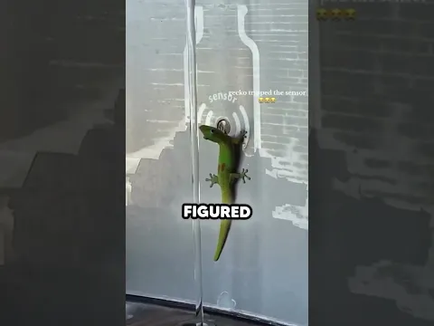 Cute gecko!✨