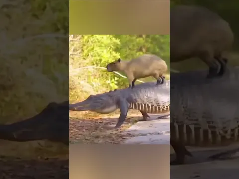 Do Crocodiles Loves Capybaras?