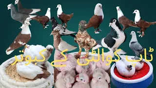 "Pigeon Baby Chicks Ki Dekhbhaal | Full Care Guide by Kbirshadkhan"