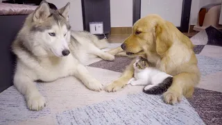 ゴールデンレトリバーが同意するまで絶対に子猫に手を出さないハスキー犬