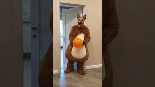 Dasha brings dog snacks and a balloon to the funny dogs