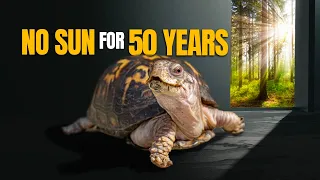 Kitchen Floor Turtle Fed Cat Food for 50 Years Feels Sun for the First Time Since 1977!