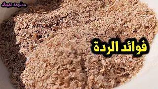 ماهى الردة وماهى فوائدة الصحية المدهشة كنز لا يعلم عنه الكثير ؟؟