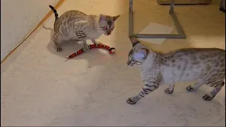 kitten