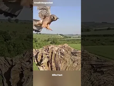 Falcon Revenge