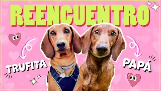 ¡REENCUENTRO con Papá! TRES años sin vernos 😍🐶