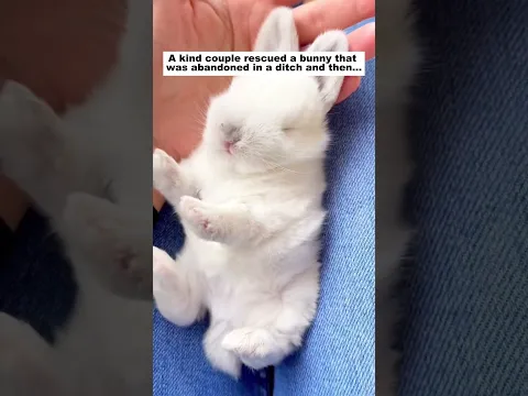 Rescue a bunny #animals #wildliferescue #lovestory #funny #pets#rabbit #bunny #love #rescue