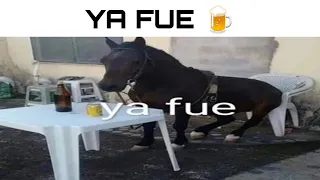 Memes Random #1