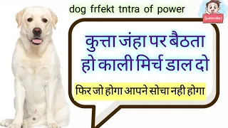 काली मिर्च.कुत्ता जहा बैठता हो डाल दो(स्वयं भैरू जी आपका ये काम 100%करके ही छोड़ेंगे#youtubebhairu #
