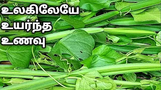 வாழ்க்கையில் ஒரு முறையாவது இதை சாப்பிட்டே ஆகணும்!Adamant Creeper Chutney| Pirandai Chutney- Thuvayal