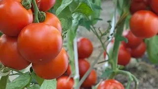 EVO KAKO TREBA POSADITI PARADAJZ I ČIME GA DJUBRITI DA BI IMAO BOLJE PRINOSE