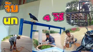 นกเอี้ยง หลุดออกจากกรง  จับนก  4 วิธี   ใครจะแน่กว่ากัน...?????