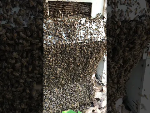 Bee Swapping #bee #shorts #viral