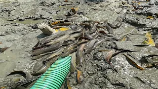 Catfish catching by hand net from water flow | Amazing Catfishing video