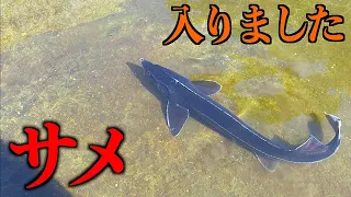 【山復興＃114】山の池に淡水のサメを入れてみたら・・・！？