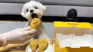 뿌링클 시키신분? | ASMR 강아지 뿌링클 치킨 먹방🍗