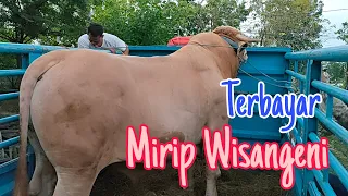 Fik Kita Bayar Sapi Wisangeni KW Bobot 1.1 Ton