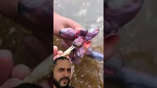 Peixe BIZARRO parece um ALIEN!!! | Biomesquita