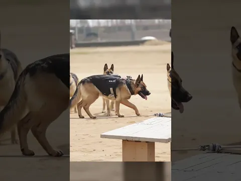 Skilling up to be K9 dog !