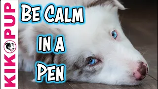 Train your puppy to be calm in a pen