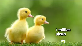 #3 🔴SERUNYA BEBEK MAIN SELUNCURAN