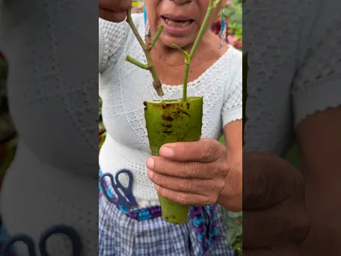 Utiliza El Aloe Vera  Para Enraizar Esquejes de Plantas En Casa