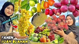 Petik buah-buahan segar | Panen buah dikebun