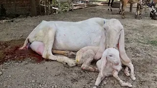 do bacchon wali bakri Gulabi bakri Bakri Ne abhi bacche Diye Hain