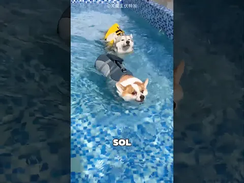 Les chiens ont relevé le défi de la natation 😱