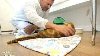 Grieving rescue cat Goldie gets snuggles from fire fighter and it is magical