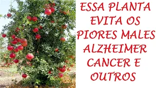 Planta evita piores Doenças, Alzheimer Câncer  e muitas outras! surpreenda se