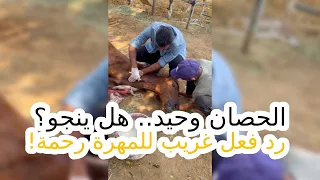 الحصان وحيد.. هل ينجو؟ رد فعل غريب للمهرة رحمة .. مسمار فى الحافر يؤلم