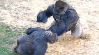 Silverback Gorilla Never Gonna Lose | Shabani