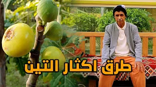 طرق اكثار التين و العناية بالشتلات The ways to fig trees propagation
