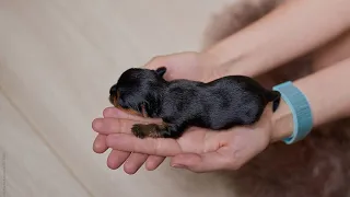 Rottweiler Puppy | Rottweiler Dog | Rottweiler New Born puppy | Rottweiler cute dog | Rottweiler
