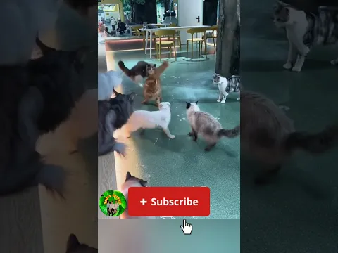 #funny #cat #funnycat #viral #viralvideo #ytshorts #youtubeshorts #cute #cat #cutecat #animals #cats