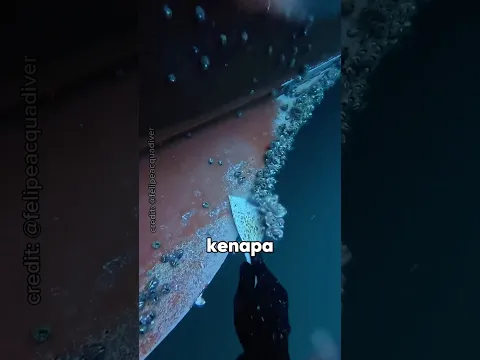 Kenapa Teritip Dibawah Kapal Harus Dibersihkan Di Dalam Air⁉️😱
