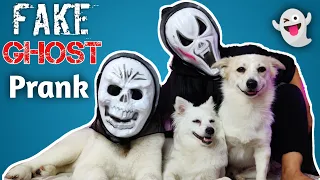 Fake Ghost Prank On My Lovely Pets | Epic Reaction