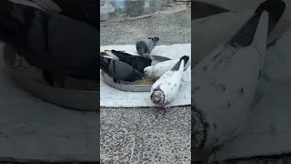 #birds 