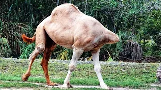 اغرب الحيوانات في العالم لن تصدق وجودها في الواقع سبحان الله !!!