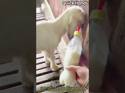 축사 내 어린 염소 영양 공급 및 포유 과정 #worker #process #livestock #care #farming