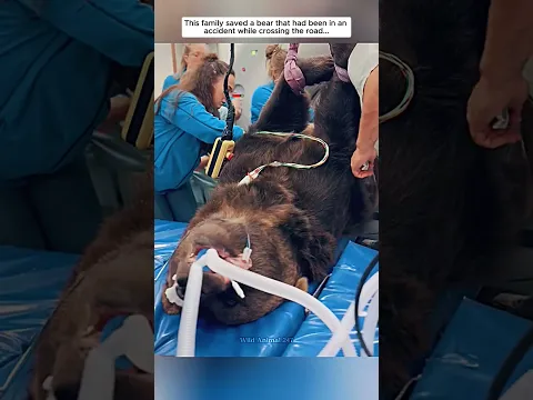 This family saved a bear that had been in an accident on the road #bear #babybear #shorts
