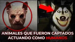 PERROS Y ANIMALES ACTUANDO DE MANERAS PERTURBADORAS 💀