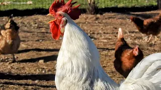 Leghorn Rooster Crowing - Most Famous Farm Sound Effects