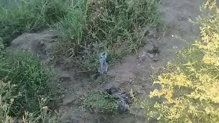 Xorazm viloyati Shovot tumanida bitta oʻlgan .. kimnki bu jasad 