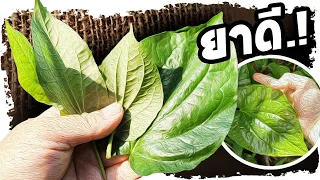 เช็คอาการ..!! ถ้าเป็นแบบนี้อยู่ รีบหาใบชะพลูมากิน เสียดาย คนไม่รู้ | Nava DIY