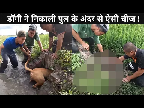 डॉगी ने पुल से जो निकाला🔥🙃 #shorts #facts  #supergyani  #ytshorts