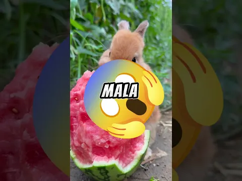 Así es la boca de un conejo por dentro 😱😰 #youtubeshorts