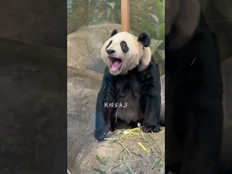 時隔二十年、異國他鄉、飼養員又一次見到了他飼養多年的「丫頭」～ #大熊貓和飼養員 #萬物皆有靈性 #重逢