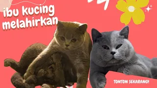 IBU KUCING "DD PUM" MELAHIRKAN | day 1